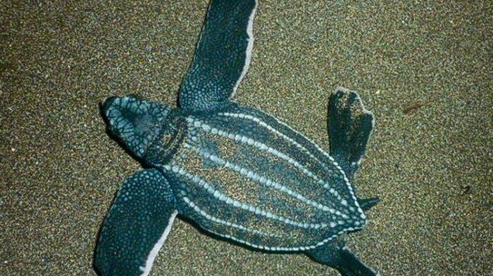 Pantai Peneluran Penyu Belimbing: Warisan Alam yang Harus Dijaga